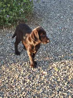 Light Blue, a female Labrador Retriever for sale in Arizona City, AZ – 1 of 10