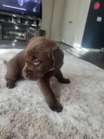 Light Pink, a female Labrador Retriever for sale in Arizona City, AZ – Photo 5 of 7