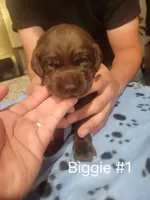 Biggie #1, a female Labrador Retriever for sale in Arizona City, AZ – Photo 2 of 4