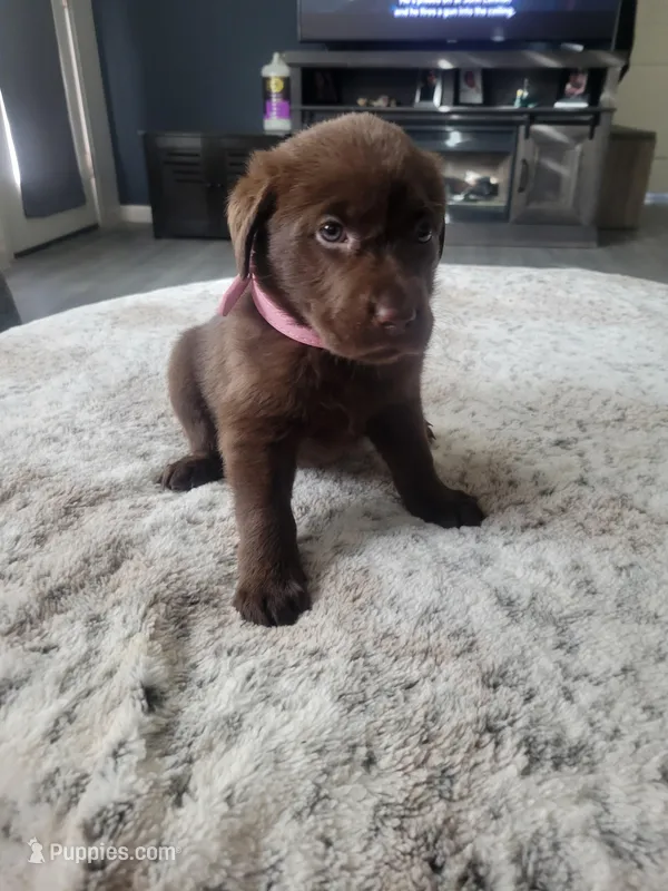 Light Pink – Labrador Retriever puppy for sale in Arizona City, AZ