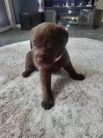 Light Pink, a female Labrador Retriever for sale in Arizona City, AZ – Photo 3 of 7