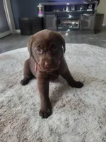 Light Pink, a female Labrador Retriever for sale in Arizona City, AZ – Photo 4 of 7