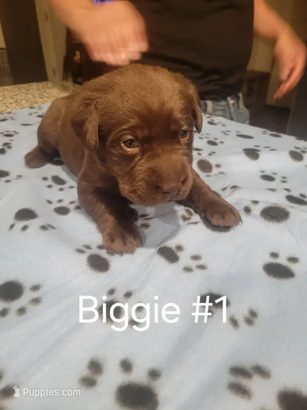 Biggie #1 – Labrador Retriever puppy for sale in Arizona City, AZ