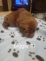 Biggie #1, a female Labrador Retriever for sale in Arizona City, AZ – Photo 4 of 4