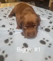 Biggie #1, a female Labrador Retriever for sale in Arizona City, AZ – Photo 3 of 4