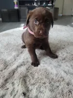 Light Pink, a female Labrador Retriever for sale in Arizona City, AZ – Photo 2 of 7