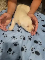 Yellow male, a male Labrador Retriever for sale in Arizona City, AZ – Photo 5 of 5