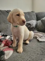 Green, a male Labrador Retriever for sale in Arizona City, AZ – 4 of 10