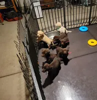 Green, a male Labrador Retriever for sale in Arizona City, AZ – 7 of 10