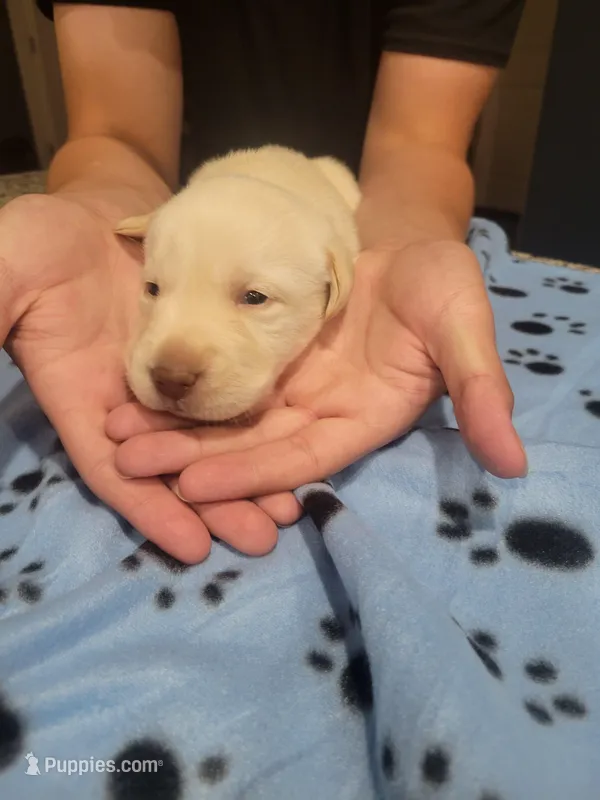 Yellow male – Labrador Retriever puppy for sale in Arizona City, AZ