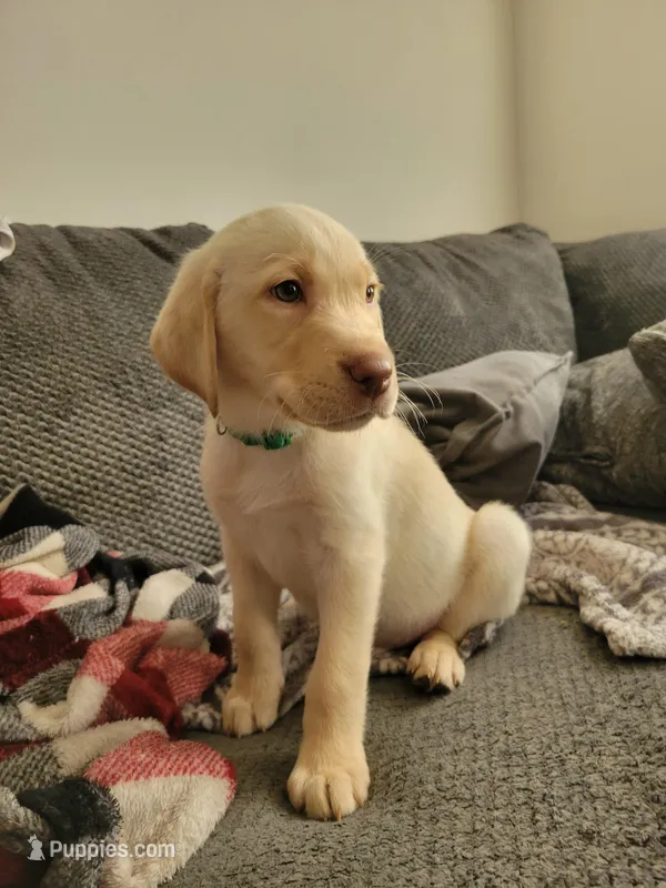 Green – Labrador Retriever puppy for sale in Arizona City, AZ