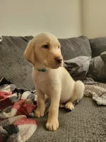 Green, a male Labrador Retriever for sale in Arizona City, AZ – 1 of 10
