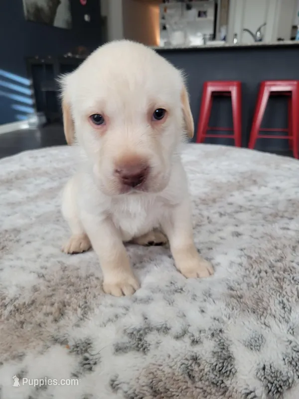 Green – Labrador Retriever puppy for sale in Arizona City, AZ