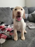Green, a male Labrador Retriever for sale in Arizona City, AZ – 2 of 10