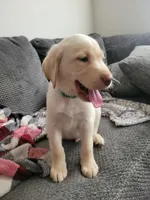 Green, a male Labrador Retriever for sale in Arizona City, AZ – 3 of 10