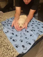 Yellow male, a male Labrador Retriever for sale in Arizona City, AZ – Photo 4 of 5