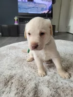 Green, a male Labrador Retriever for sale in Arizona City, AZ – Photo 4 of 7