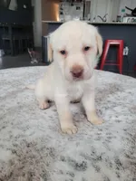 Green, a male Labrador Retriever for sale in Arizona City, AZ – Photo 2 of 7
