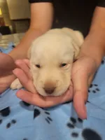 Yellow male, a male Labrador Retriever for sale in Arizona City, AZ – Photo 2 of 5