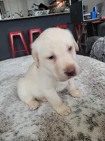 Green, a male Labrador Retriever for sale in Arizona City, AZ – Photo 5 of 7