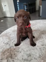 Red, a female Labrador Retriever for sale in Arizona City, AZ – Photo 1 of 8
