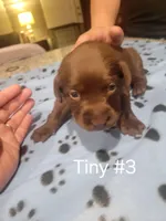 Tiny #3, a female Labrador Retriever for sale in Arizona City, AZ – Photo 2 of 5