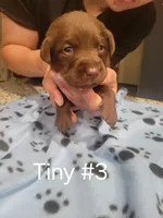 Tiny #3, a female Labrador Retriever for sale in Arizona City, AZ – Photo 1 of 5