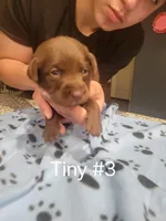 Tiny #3, a female Labrador Retriever for sale in Arizona City, AZ – Photo 4 of 5