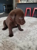 Red, a female Labrador Retriever for sale in Arizona City, AZ – Photo 3 of 8