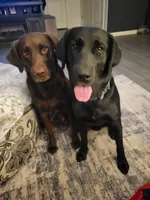 Red, a female Labrador Retriever for sale in Arizona City, AZ – Photo 8 of 8