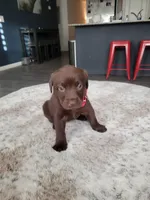 Red, a female Labrador Retriever for sale in Arizona City, AZ – Photo 4 of 8