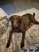 Red, a female Labrador Retriever for sale in Arizona City, AZ – Photo 7 of 8