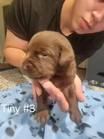 Tiny #3, a female Labrador Retriever for sale in Arizona City, AZ – Photo 5 of 5