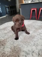 Red, a female Labrador Retriever for sale in Arizona City, AZ – Photo 2 of 8