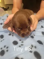 Tiny #3, a female Labrador Retriever for sale in Arizona City, AZ – Photo 3 of 5