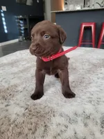 Red, a female Labrador Retriever for sale in Arizona City, AZ – Photo 5 of 8