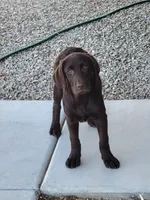Light Blue, a female Labrador Retriever for sale in Arizona City, AZ – 3 of 10