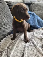 Yellow, a female Labrador Retriever for sale in Arizona City, AZ – 2 of 10