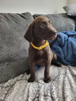 Yellow, a female Labrador Retriever for sale in Arizona City, AZ – 3 of 4