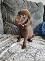Light Pink, a female Labrador Retriever for sale in Arizona City, AZ – 5 of 8