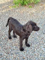 Light Blue, a female Labrador Retriever for sale in Arizona City, AZ – 6 of 10