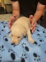 Yellow Female, a female Labrador Retriever for sale in Arizona City, AZ – Photo 4 of 6