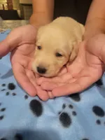 Yellow Female, a female Labrador Retriever for sale in Arizona City, AZ – Photo 1 of 6