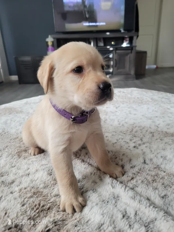 Purple – Labrador Retriever puppy for sale in Arizona City, AZ