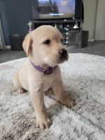 Purple, a female Labrador Retriever for sale in Arizona City, AZ – Photo 1 of 8