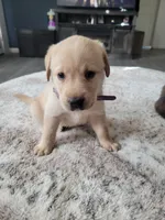 Purple, a female Labrador Retriever for sale in Arizona City, AZ – Photo 6 of 8