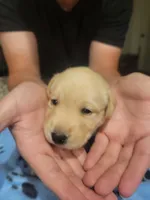 Yellow Female, a female Labrador Retriever for sale in Arizona City, AZ – Photo 3 of 6