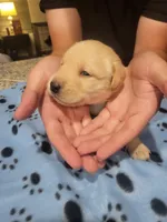 Yellow Female, a female Labrador Retriever for sale in Arizona City, AZ – Photo 6 of 6