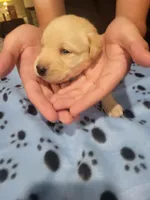 Yellow Female, a female Labrador Retriever for sale in Arizona City, AZ – Photo 5 of 6