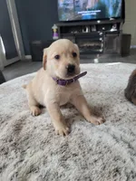 Purple, a female Labrador Retriever for sale in Arizona City, AZ – Photo 2 of 8